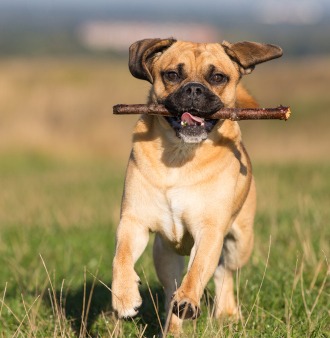 Frops Hundeversicherung