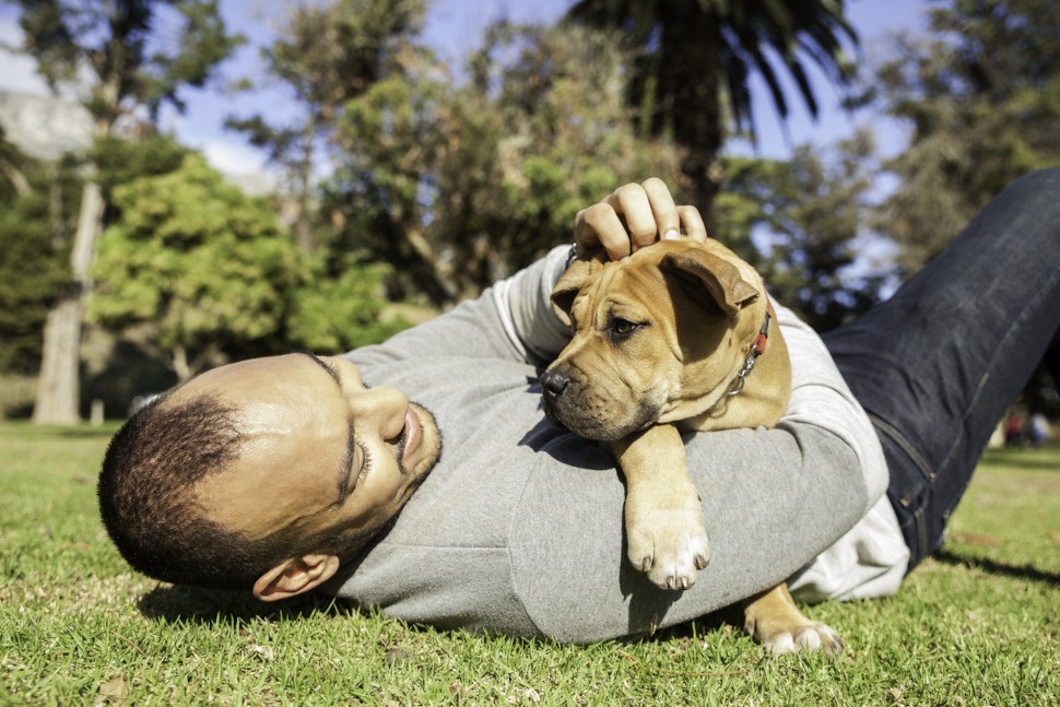 Hundekrankenversicherung für Boerboel Züchter