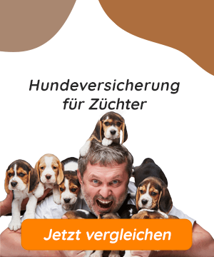 Hundekrankenversicherung für Züchter vergleichen