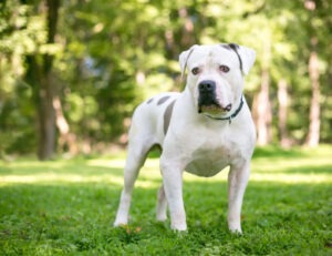 Hundeversicherung für American Bulldog Züchter