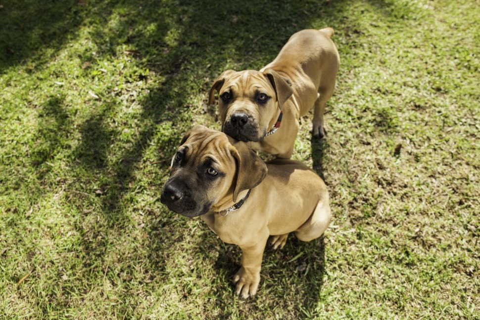 Hundeversicherung für Boerboel Züchter