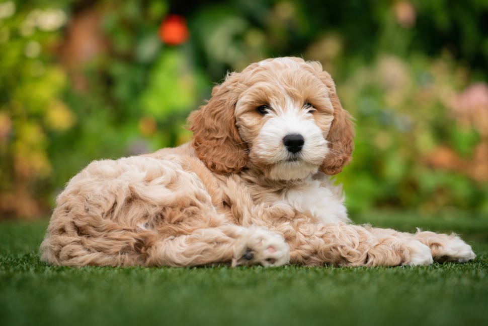 Hundeversicherung für Cockapoo Züchter