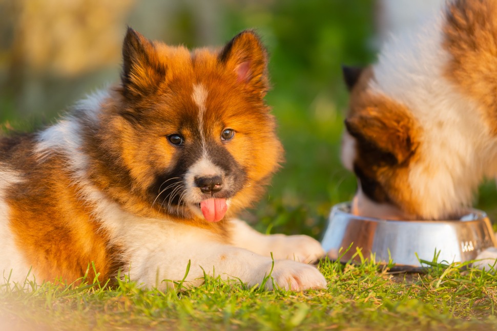 Hundeversicherung für Elo Züchter