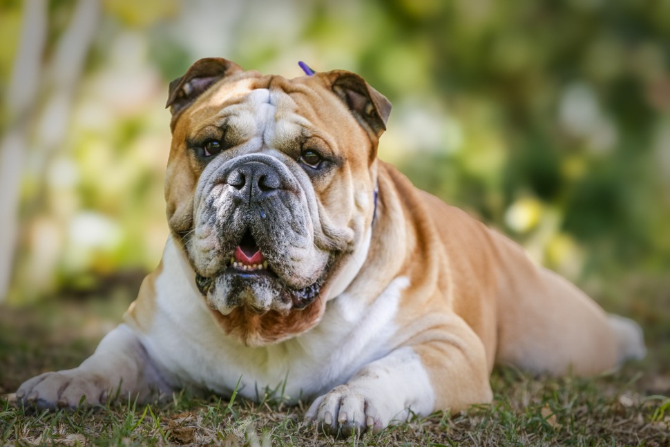 Hundeversicherung für Englische Bulldoggen Züchter
