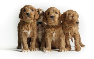 Hundeversicherung für Goldendoodle Züchter