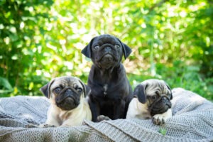 Hundeversicherung für Mops Züchter