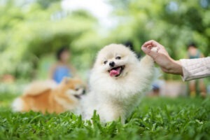 Hundeversicherung für Pomeranian Züchter
