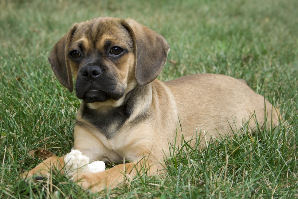Hundeversicherung für Puggle Züchter
