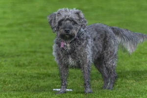 Hundeversicherung für Schnoodle Züchter