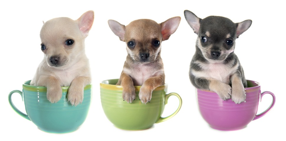 Hundeversicherung für Teacup Züchter