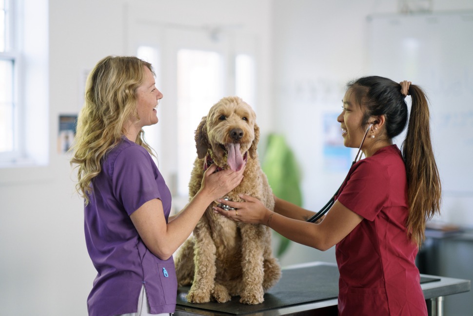 Tierarztkosten für Goldendoodle Züchter absichern