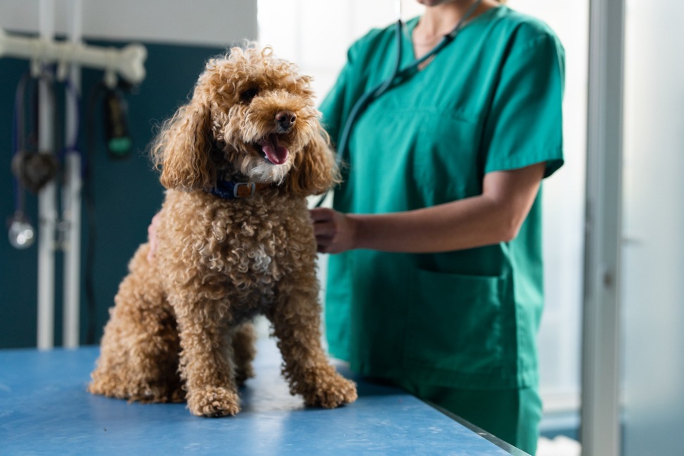 Toypudel Tierarztkosten absichern